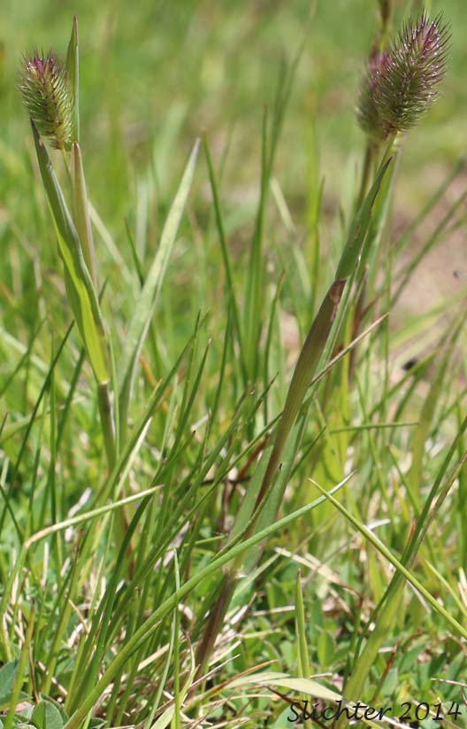 Alpine Timothy, Mountain Timothy: Phleum alpinum (Synonyms: Phleum alpinum var. commutatum, Phleum commutatum, Phleum commutatum var. americanum)