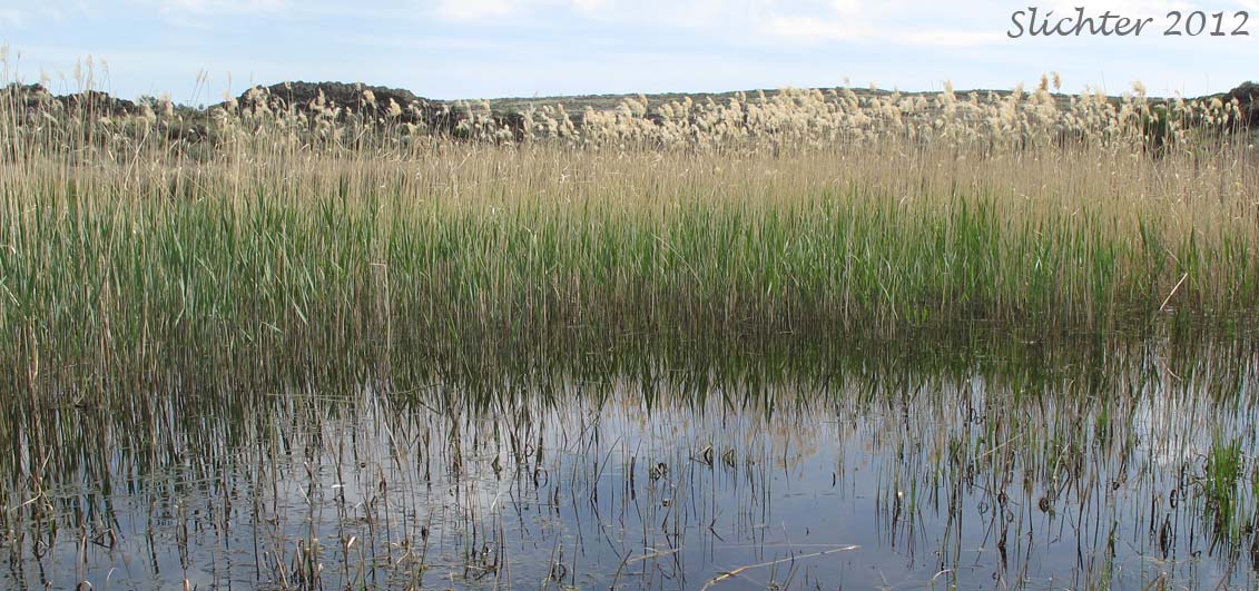 Common Reed: Phragmites australis ssp. australis (Synonyms: Phragmites communis, Phragmites phragmites)