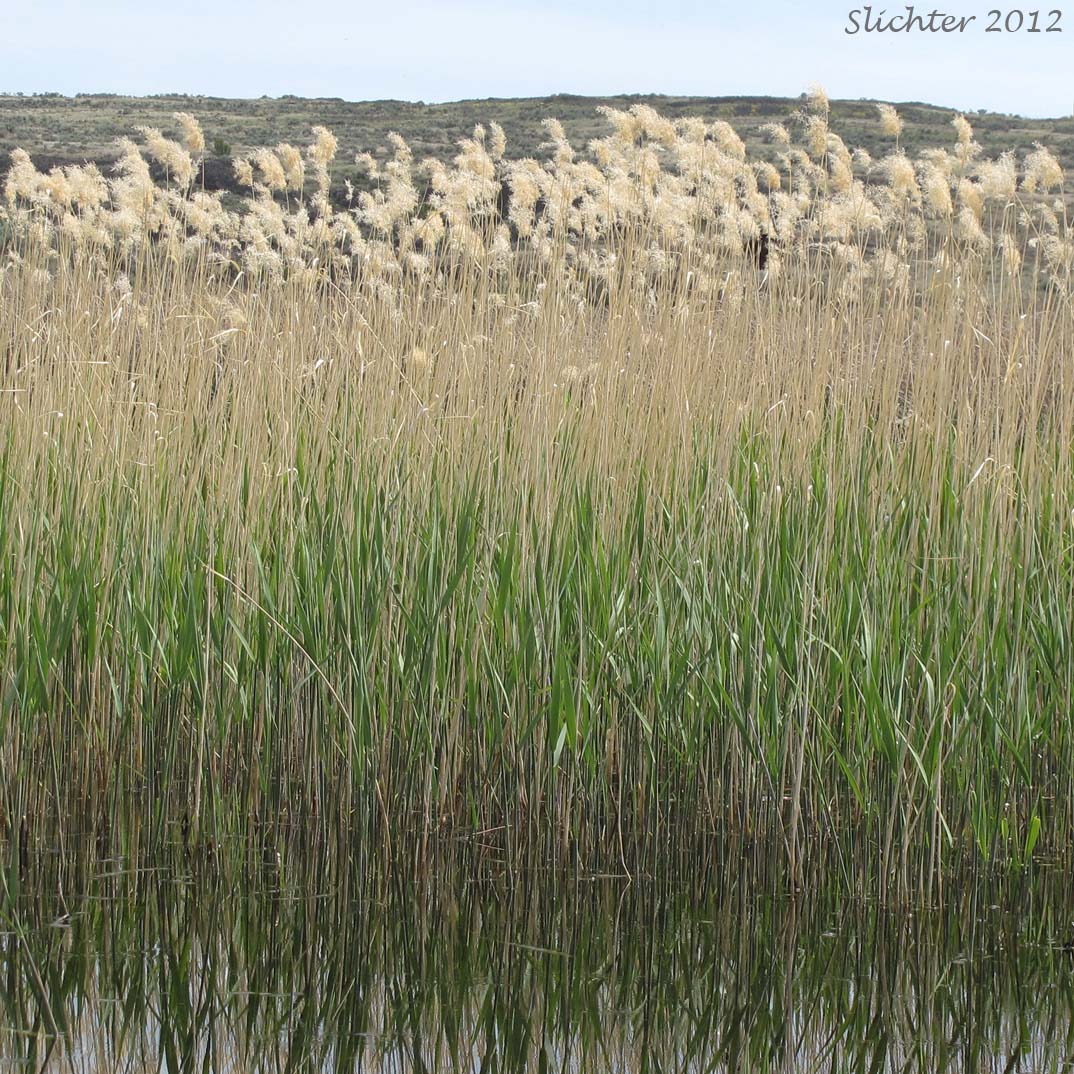 Common Reed, Old World Common Reed: Phragmites australis ssp. australis (Synonyms: Phragmites communis, Phragmites phragmites)