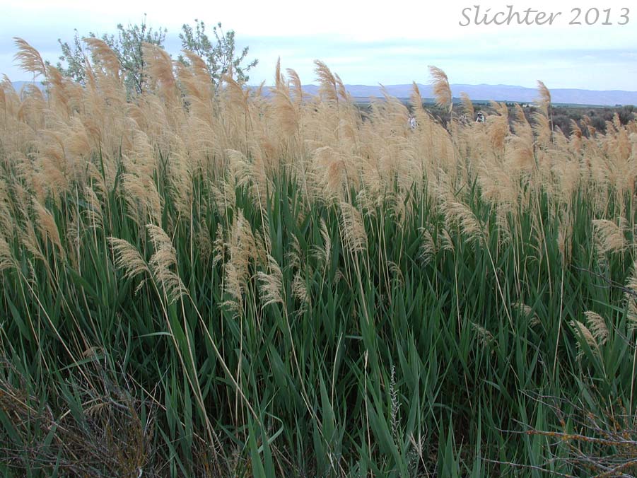 Common Reed, Old World Common Reed: Phragmites australis ssp. australis (Synonyms: Phragmites communis, Phragmites phragmites)