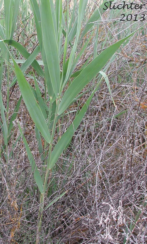 Common Reed, Old World Common Reed: Phragmites australis ssp. australis (Synonyms: Phragmites communis, Phragmites phragmites)