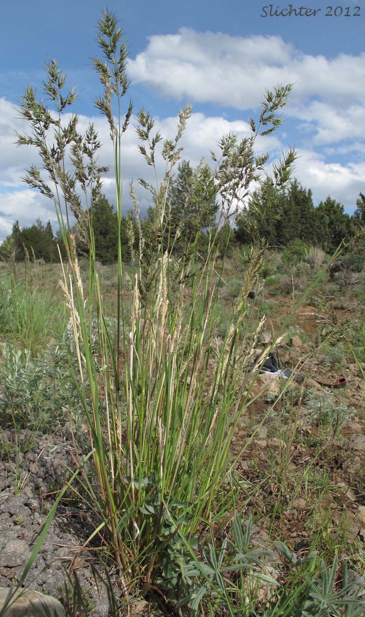Bulbous Bluegrass: Poa bulbosa (Synonyms: Poa bulbosa ssp. bulbosa, Poa bulbosa ssp. vivipara)