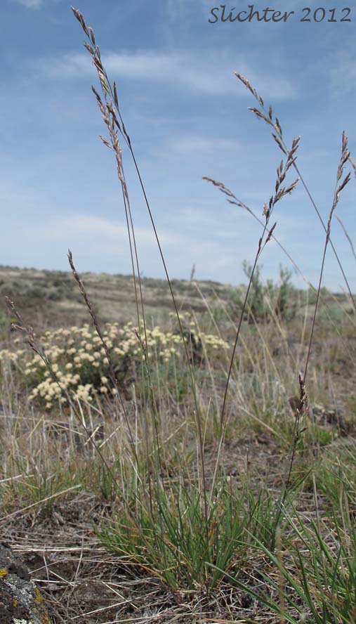 Alkali Bluegrass, Big Bluegrass, Nevada Bluegrass, Rush Bluegrass: Poa secunda ssp. juncifolia (Synonyms: Poa X limosa, Poa ampla, Poa brachyglossa, Poa juncifolia, Poa nevadensis, Poa nevadensis var. juncifolia, Poa nevadensis var. nevadensis)