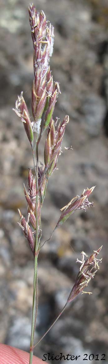 Inflorescence of Alkali Bluegrass, Big Bluegrass, Nevada Bluegrass, Rush Bluegrass: Poa secunda ssp. juncifolia (Synonyms: Poa X limosa, Poa ampla, Poa brachyglossa, Poa juncifolia, Poa nevadensis, Poa nevadensis var. juncifolia, Poa nevadensis var. nevadensis)