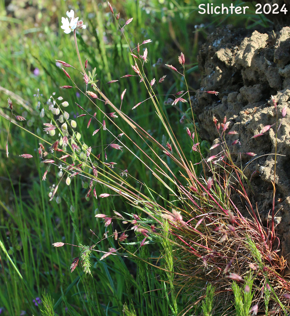 Leiberg's Bluegrass: Poa leibergii (Synonym: Poa vaseyochloa)