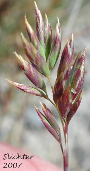 Close-up of the inflorescence of Canby's Bluegrass, One-sided Bluegrass, Pacific Bluegrass, Pine Bluegrass, Sandberg Bluegrass, Sandberg's Bluegrass: Poa secunda ssp. secunda (Synonyms: Poa canbyi, Poa gracillima, Poa gracillima var. gracillima, Poa incurva, Poa sandbergii, Poa scabrella)