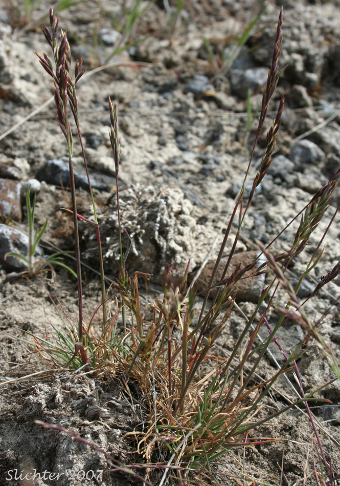 Canby's Bluegrass, One-sided Bluegrass, Pacific Bluegrass, Pine Bluegrass, Sandberg Bluegrass, Sandberg's Bluegrass: Poa secunda ssp. secunda (Synonyms: Poa canbyi, Poa gracillima, Poa gracillima var. gracillima, Poa incurva, Poa sandbergii, Poa scabrella)