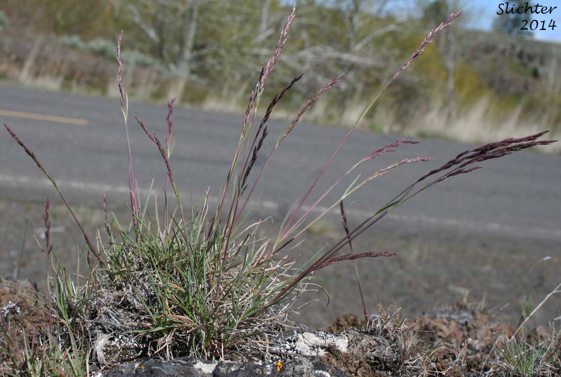 Canby's Bluegrass, One-sided Bluegrass, Pacific Bluegrass, Pine Bluegrass, Sandberg Bluegrass, Sandberg's Bluegrass: Poa secunda ssp. secunda (Synonyms: Poa canbyi, Poa gracillima, Poa gracillima var. gracillima, Poa incurva, Poa sandbergii, Poa scabrella)