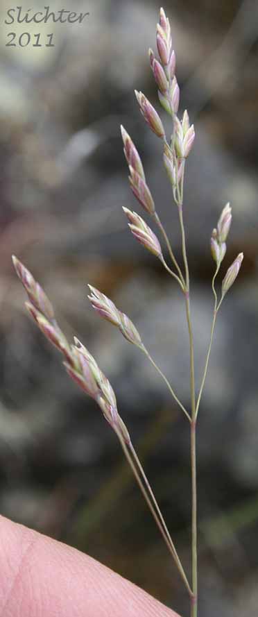 Inflorescence of Canby's Bluegrass, One-sided Bluegrass, Pacific Bluegrass, Pine Bluegrass, Sandberg Bluegrass, Sandberg's Bluegrass: Poa secunda ssp. secunda (Synonyms: Poa canbyi, Poa gracillima, Poa gracillima var. gracillima, Poa incurva, Poa sandbergii, Poa scabrella)