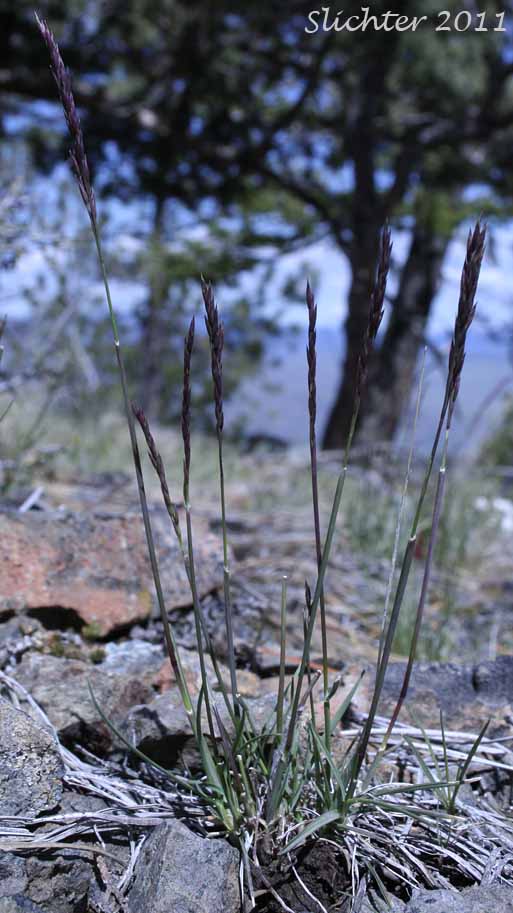 Canby's Bluegrass, One-sided Bluegrass, Pacific Bluegrass, Pine Bluegrass, Sandberg Bluegrass, Sandberg's Bluegrass: Poa secunda ssp. secunda (Synonyms: Poa canbyi, Poa gracillima, Poa gracillima var. gracillima, Poa incurva, Poa sandbergii, Poa scabrella)
