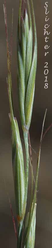 Inflorescence of Bluebunch Wheatgrass, Beardless Bluebunch Wheatgrass, Beardless Wheatgrass: Pseudoroegneria spicata (Synonyms: Agropyron inerme, Agropyron spicatum , Agropyron spicatum var. inerme, Agropyron spicatum var. pubescens, Agropyron vaseyi, Elymus spicatus, Elytrigia spicata, Pseudoroegneria spicata ssp. inermis, Pseudoroegneria spicata ssp. spicata, Roegneria spicata)