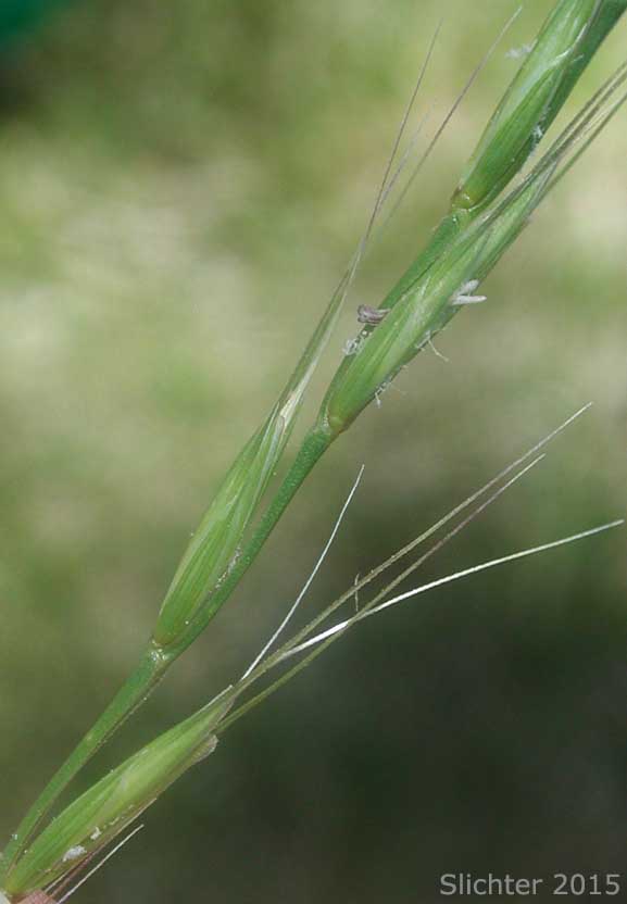 Bluebunch Wheatgrass, Beardless Bluebunch Wheatgrass, Beardless Wheatgrass: Pseudoroegneria spicata (Synonyms: Agropyron inerme, Agropyron spicatum , Agropyron spicatum var. inerme, Agropyron spicatum var. pubescens, Agropyron vaseyi, Elymus spicatus, Elytrigia spicata, Pseudoroegneria spicata ssp. inermis, Pseudoroegneria spicata ssp. spicata, Roegneria spicata)