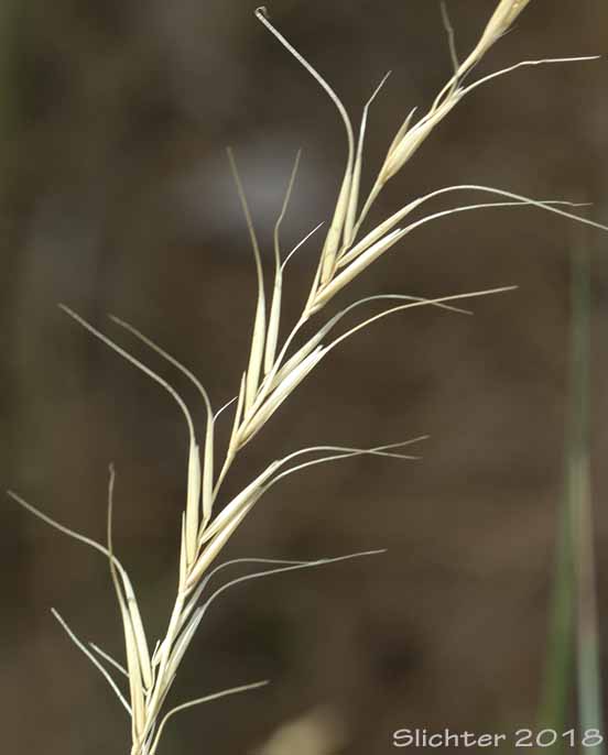 Bluebunch Wheatgrass, Beardless Bluebunch Wheatgrass, Beardless Wheatgrass: Pseudoroegneria spicata (Synonyms: Agropyron inerme, Agropyron spicatum , Agropyron spicatum var. inerme, Agropyron spicatum var. pubescens, Agropyron vaseyi, Elymus spicatus, Elytrigia spicata, Pseudoroegneria spicata ssp. inermis, Pseudoroegneria spicata ssp. spicata, Roegneria spicata)