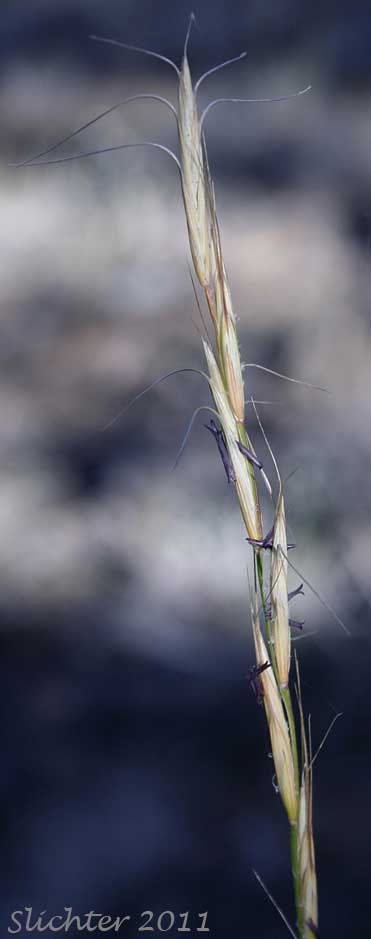 Inflorescence of Bluebunch Wheatgrass, Beardless Bluebunch Wheatgrass, Beardless Wheatgrass: Pseudoroegneria spicata (Synonyms: Agropyron inerme, Agropyron spicatum , Agropyron spicatum var. inerme, Agropyron spicatum var. pubescens, Agropyron vaseyi, Elymus spicatus, Elytrigia spicata, Pseudoroegneria spicata ssp. inermis, Pseudoroegneria spicata ssp. spicata, Roegneria spicata)