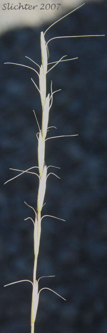 Bluebunch Wheatgrass, Beardless Bluebunch Wheatgrass, Beardless Wheatgrass: Pseudoroegneria spicata (Synonyms: Agropyron inerme, Agropyron spicatum , Agropyron spicatum var. inerme, Agropyron spicatum var. pubescens, Agropyron vaseyi, Elymus spicatus, Elytrigia spicata, Pseudoroegneria spicata ssp. inermis, Pseudoroegneria spicata ssp. spicata, Roegneria spicata)
