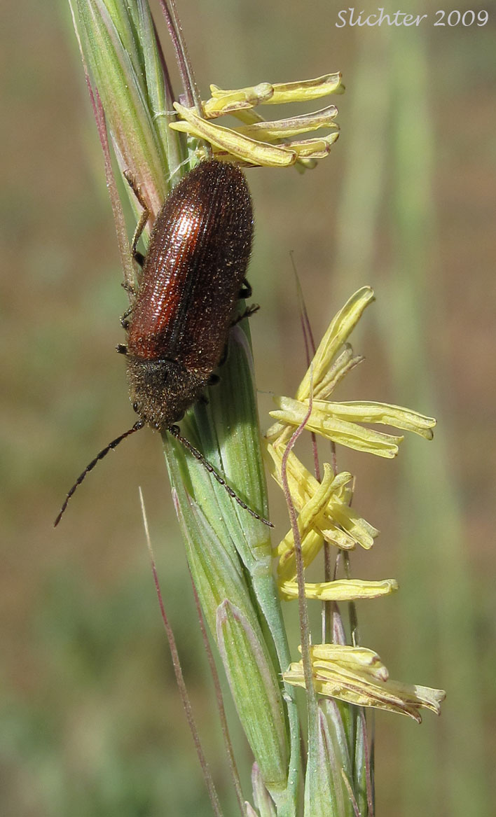 Beetle on the florets of Bluebunch Wheatgrass, Beardless Bluebunch Wheatgrass, Beardless Wheatgrass: Pseudoroegneria spicata (Synonyms: Agropyron inerme, Agropyron spicatum , Agropyron spicatum var. inerme, Agropyron spicatum var. pubescens, Agropyron vaseyi, Elymus spicatus, Elytrigia spicata, Pseudoroegneria spicata ssp. inermis, Pseudoroegneria spicata ssp. spicata, Roegneria spicata)