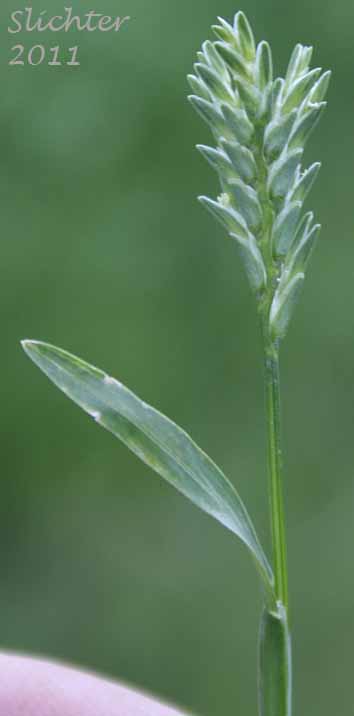 Inflorescence of Common Hardgrass, Fairgrounds Grass, Hardgrass: Sclerochloa dura (Synonym: Cynosurus durus)