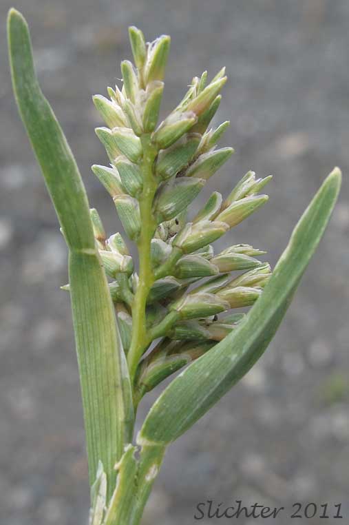 Upper stem leaves and inflorescence of Common Hardgrass, Fairgrounds Grass, Hardgrass: Sclerochloa dura (Synonym: Cynosurus durus)