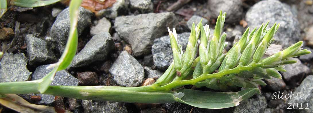Upper stem leaves and inflorescence of Common Hardgrass, Fairgrounds Grass, Hardgrass: Sclerochloa dura (Synonym: Cynosurus durus)