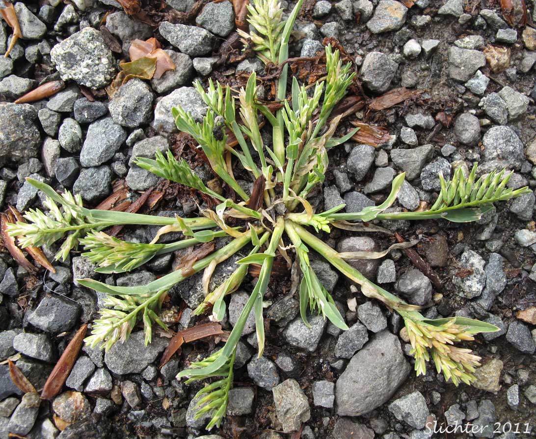 Common Hardgrass, Fairgrounds Grass, Hardgrass: Sclerochloa dura (Synonym: Cynosurus durus)