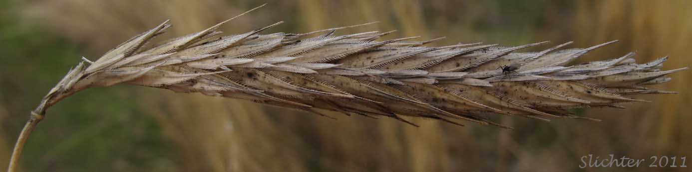 Seed head of Cereal Rye, Cultivated Rye, Rye, Winter Rye: Secale cereale (Synonyms: Secale strictum, Triticum cereale)