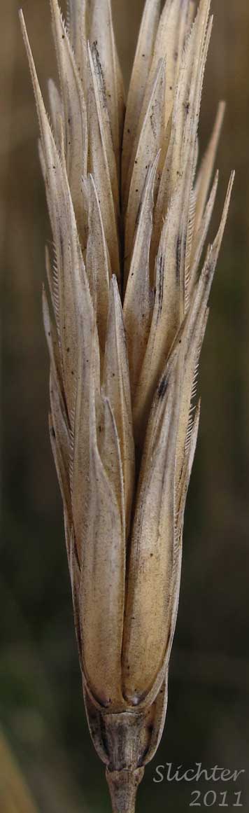 Cereal Rye, Cultivated Rye, Rye, Winter Rye: Secale cereale (Synonyms: Secale strictum, Triticum cereale)