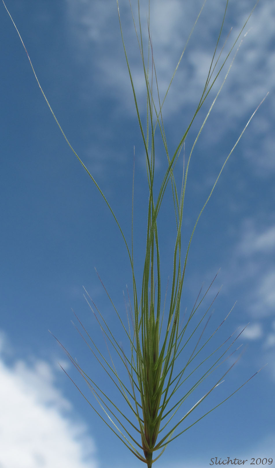 Inflorescence of Medusa-head, Medusahead Wildrye: Taeniatherum caput-medusae (Synonyms: Elymus caput-medusae, Taeniatherum asperum, Taeniatherum crinitum var. caput-medusae)