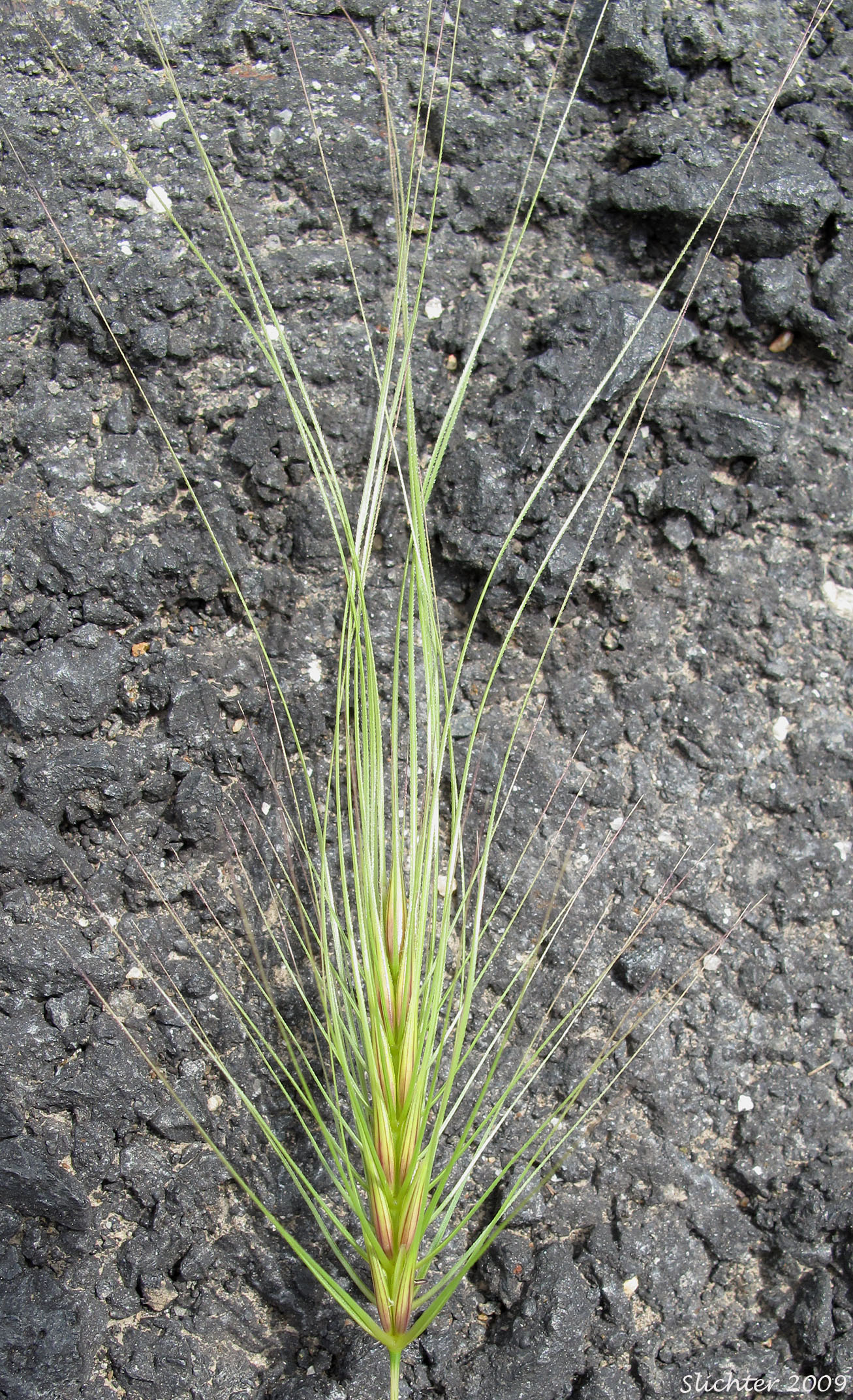 Inflorescence of Medusa-head, Medusahead Wildrye: Taeniatherum caput-medusae (Synonyms: Elymus caput-medusae, Taeniatherum asperum, Taeniatherum crinitum var. caput-medusae)