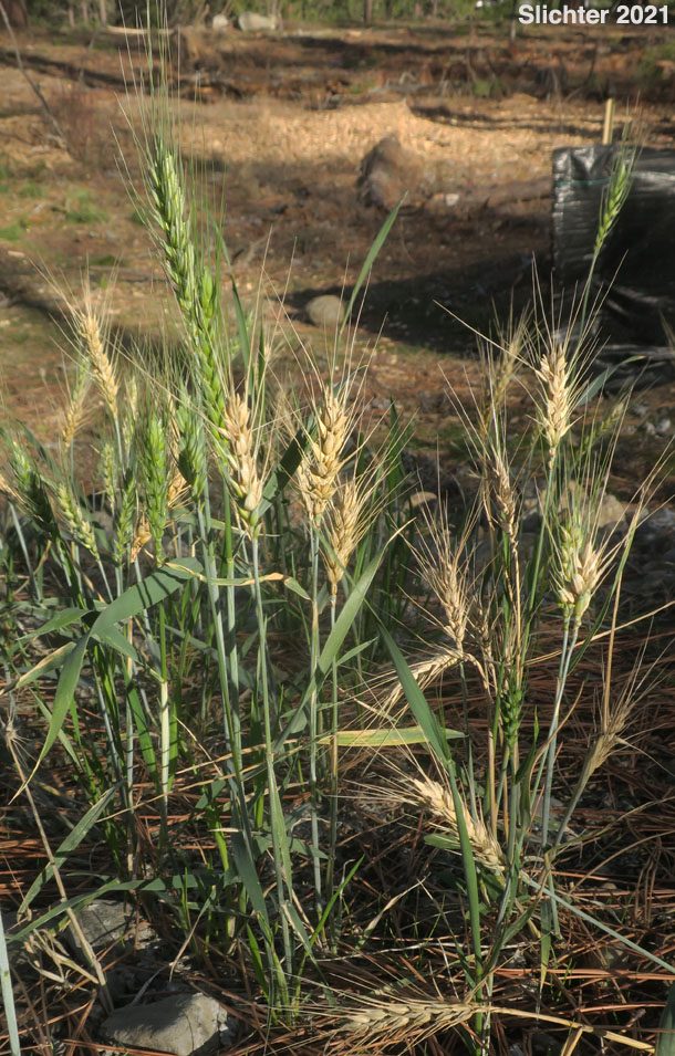 Bread Wheat, Wheat: Triticum aestivum (Synonyms: Triticum hybernum, Triticum macha, Triticum sativum, Triticum sphaerococcum, Triticum vulgare)