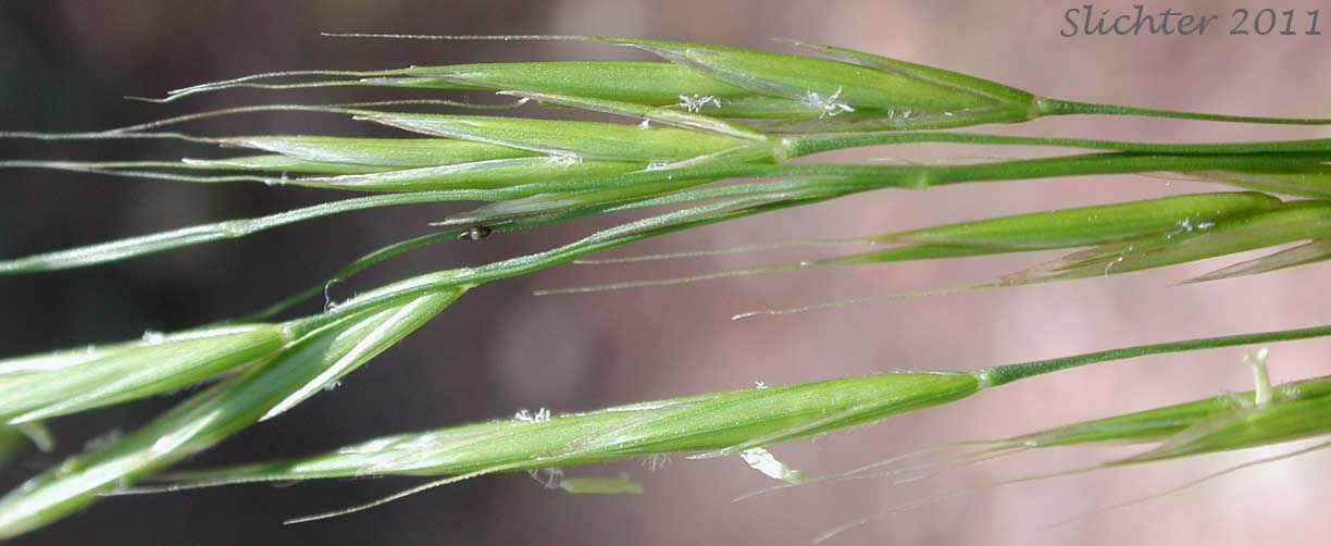 Spikelets of