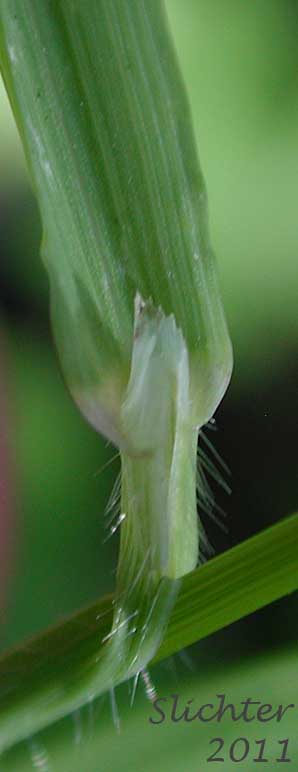 Ligule and sheath of