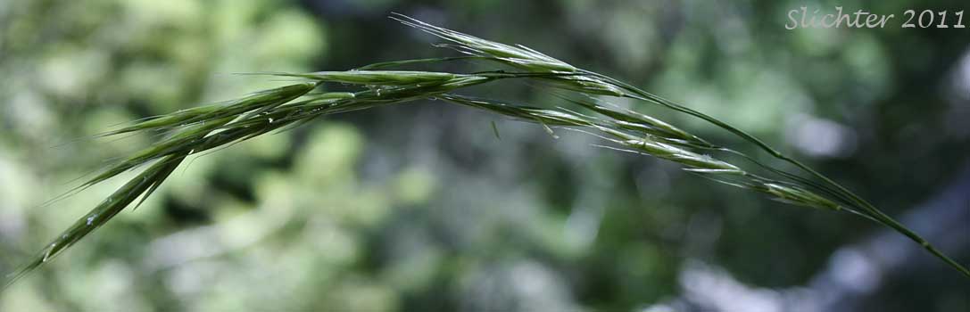 Nodding inflorescence of