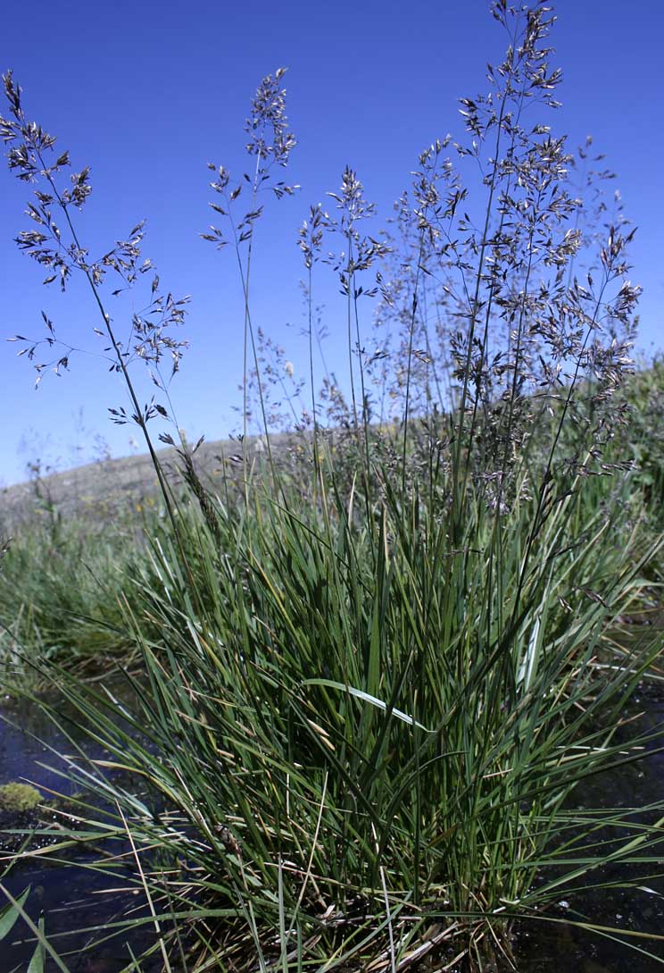 Unidentified grass #10