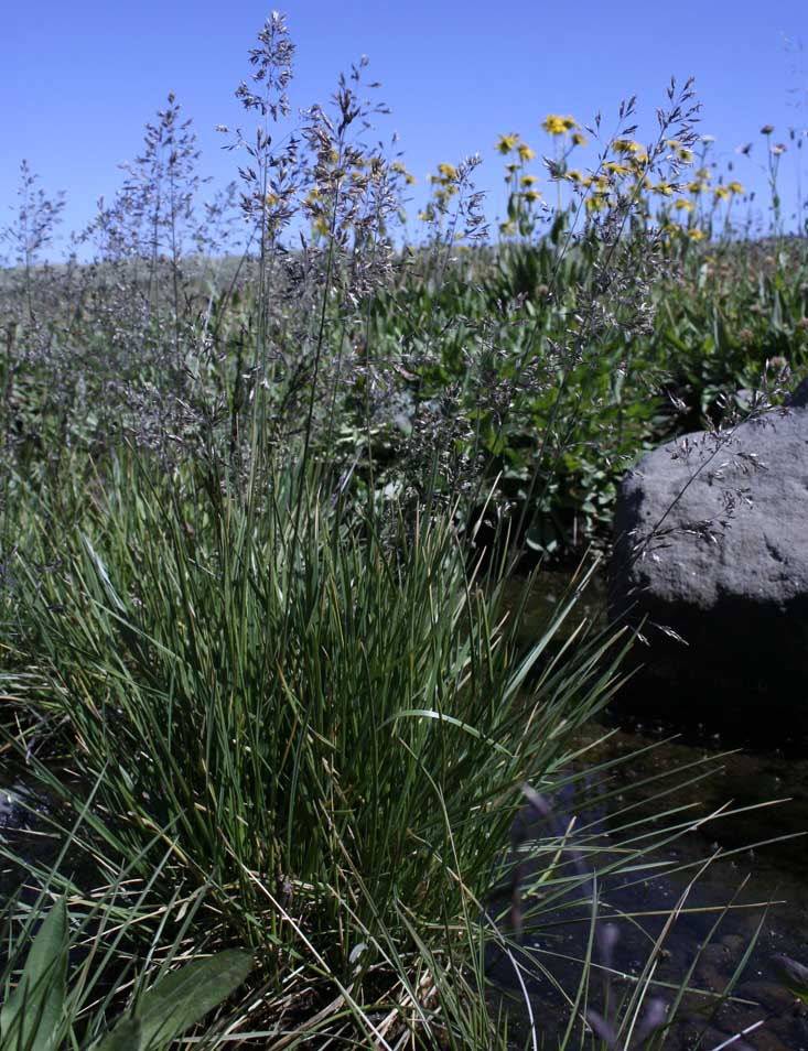 Unidentified grass #10