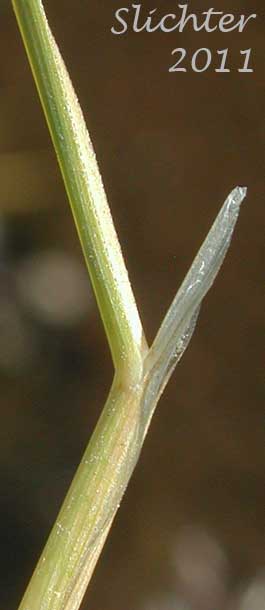 Ligule of Unidentified grass #10