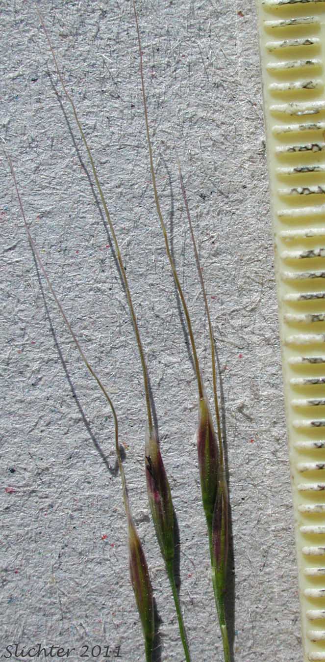 Unidentified grass #11