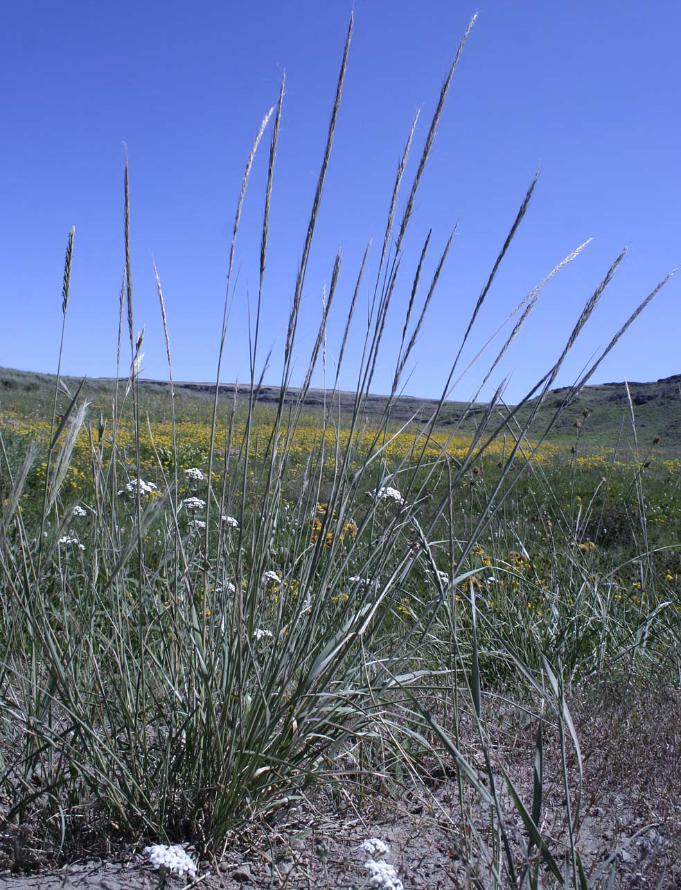 Unidentified grass #11