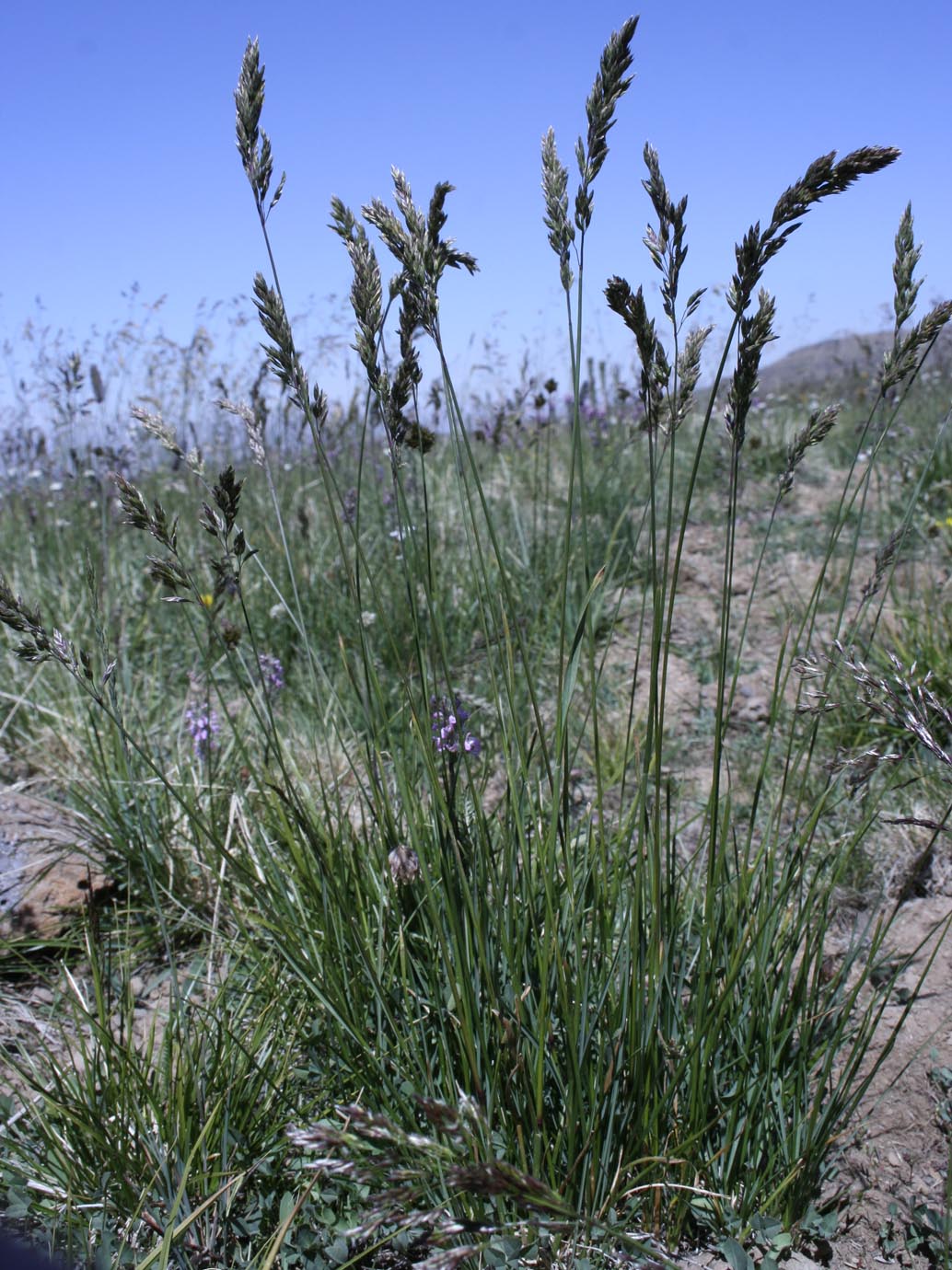 Unidentified grass #12