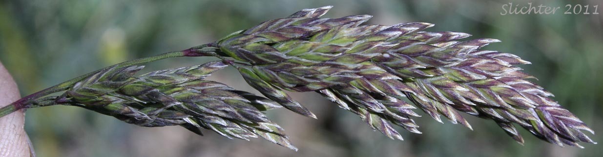 Close-up of the inflorescence of Unidentified grass #12