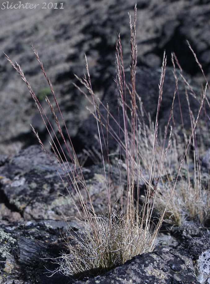 Unidentified grass #14