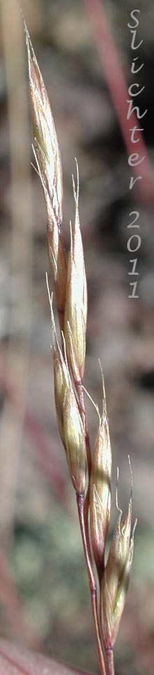 Close-up of the inflorescence of Unidentified grass #14