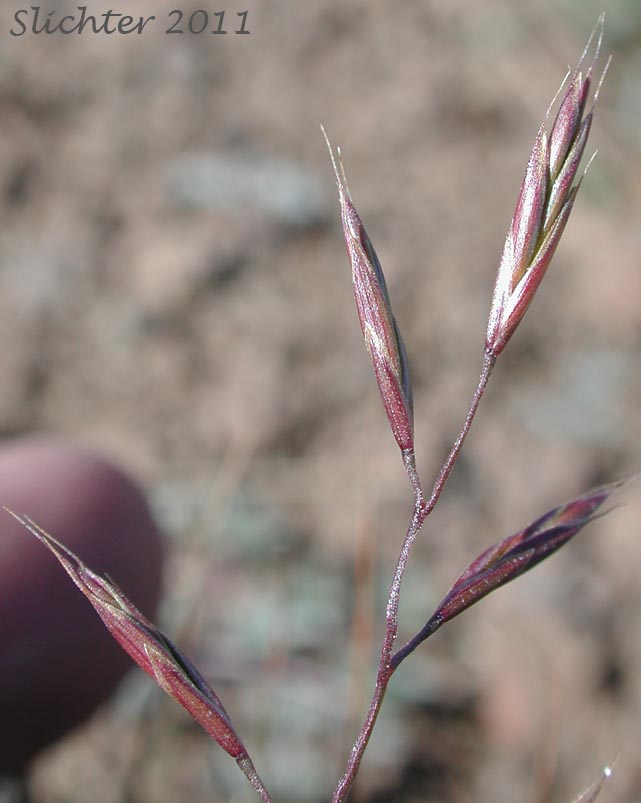 Several spikelets of Unidentified grass #15