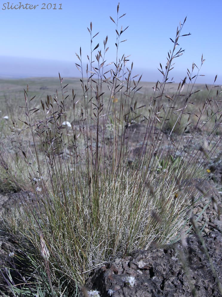 Unidentified grass #15