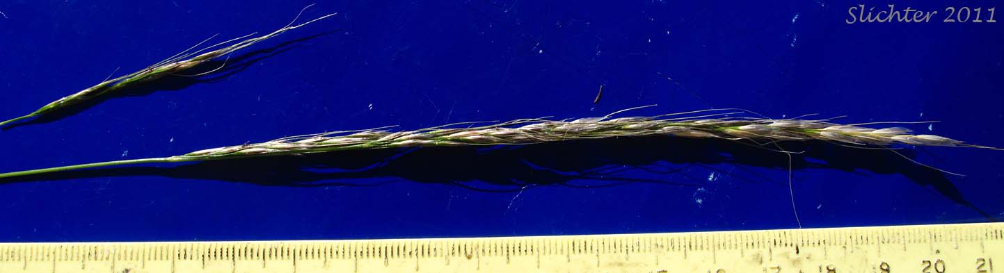 Panicle of Unidentified grass #16