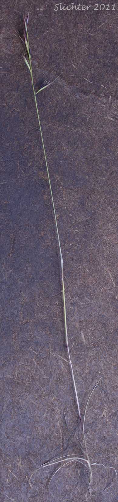 Unidentified grass #17