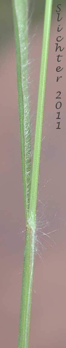 Leaf sheath of Unidentified grass #17