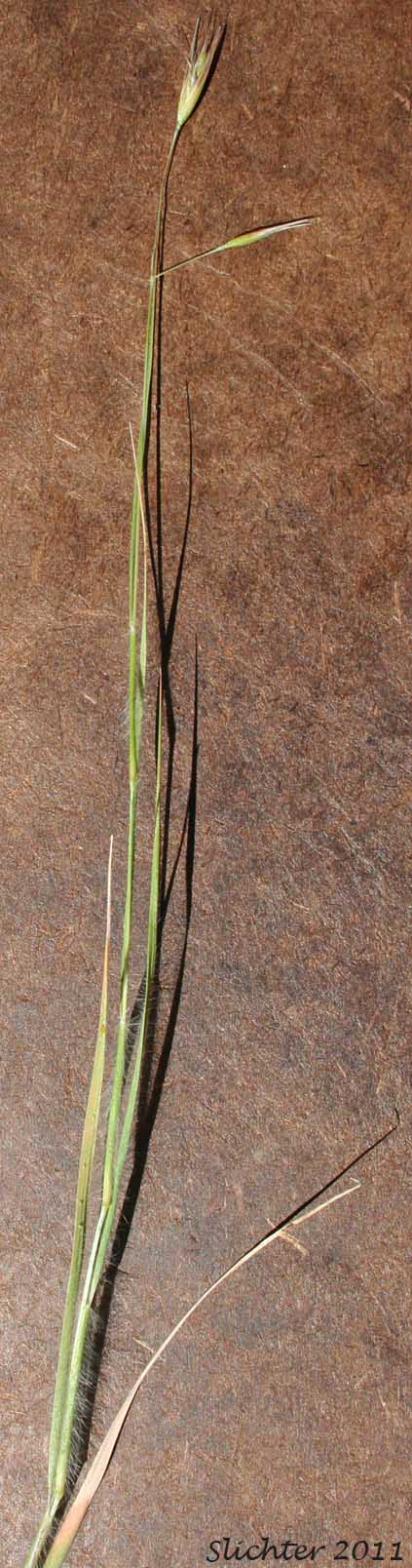 Unidentified grass #17