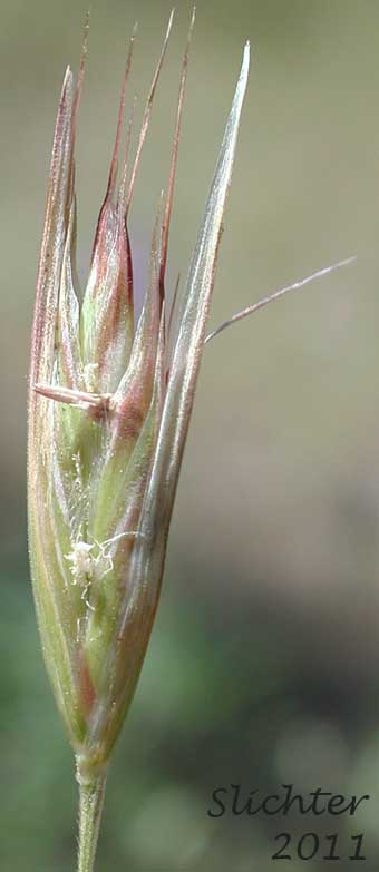 Spikelets of Unidentified #18