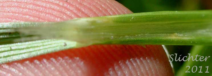 Ligule of Unidentified Grass #2