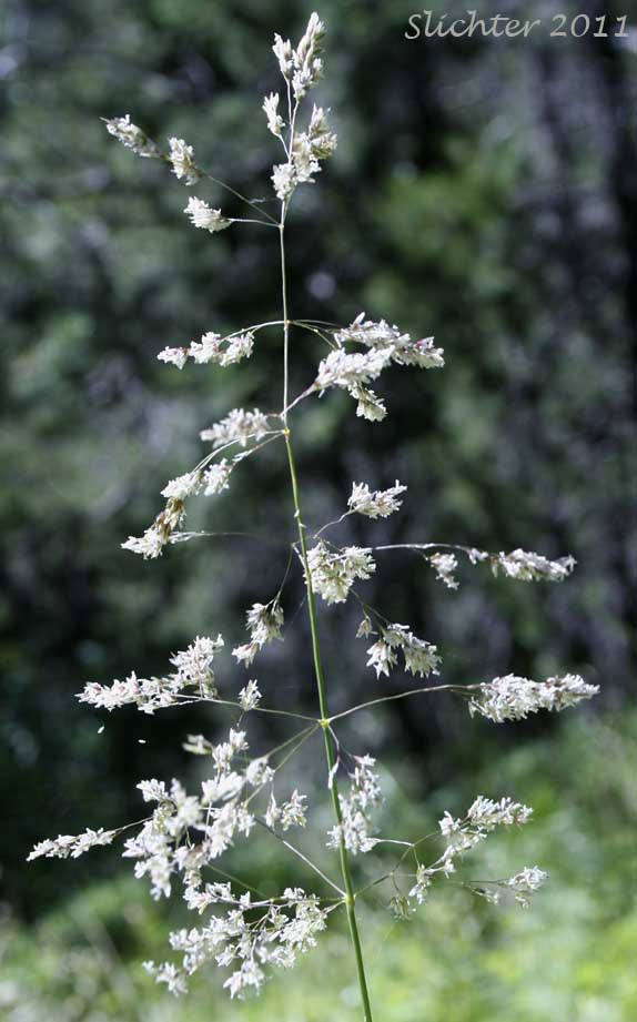 Inflorescence of Unidentified Grass #2